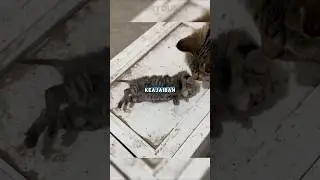 Sungguh sebuah keajaiban... #storydunia #animals #moments #life #rescue #cat #shorts #sad