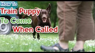 Train dog To Come When Called | Dog Recall Training (Part 1 of 2)
