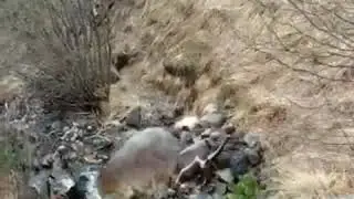 ВНИЗУ ВОДОПАД БАЙРАДИ ПРОХОДИТ ЧЕРЕЗ КАМЕННЫЕ ЛОЖИ . ДИГОРИЯ.
