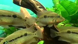 Aquarium landscape 3D VR 180 4K
