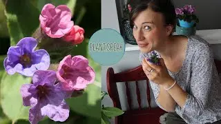 LUNGWORT- Pulmonaria/how to grow/partial shade perennials/landscape perennial/clump division