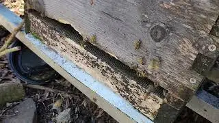 A survivor colony
