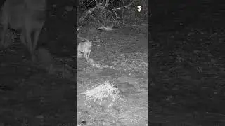 wild dogs and a hyena fight over a kill  at Rosies Pan 