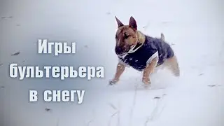 Выгул бультерьера. Минибуль Данчик играет в снегу.