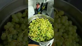 Making Grape juice #crafting #diy #garden #homestead #plants #lotr #fantasy