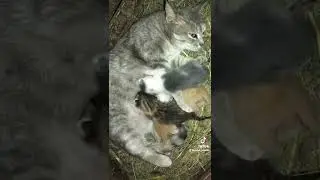 Кошка кормит котят 2