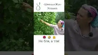 Яблоня стрижка топиар