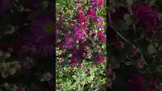 Краснодар. Сад. Хризантемы