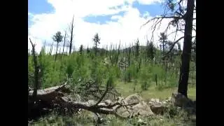 Weather Share - Hayman Fire Start Area - Tarryall Mountains Colorado 7/21/2016