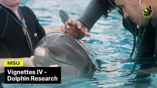 College of Veterinary Medicine and Marine Mammal Studies College | MSU
