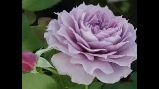 Роза Novalis. Розы Кордес. Что в имени твоем ?!Часть 1.