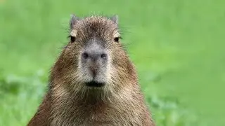 capybara taking revenge (part 1)