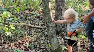 Tree tipping toddler | Tipping over rotted trees in our woods | Fun for kids in the woods
