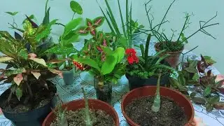 MUDAS DE VÁRIAS PLANTAS