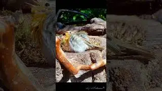 Зарянка загорает #птицы #birds #wildlife