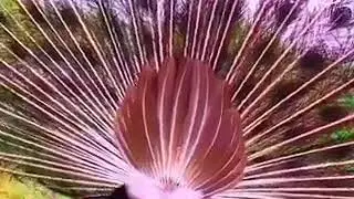 Top ten beautiful peacock in world