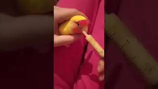 ПОПУГАЙКА КЕША ЕСТ БАНАН 🦜🍌кормим попугая из шприца