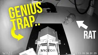 Why RAT EXTERMINATORS should have these rat TRAPS in 2023