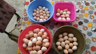 Chicken Egg Collecting