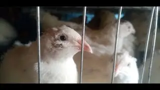 Обычный день перепелов. Кушаем, пьем и поем.