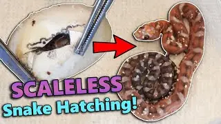 We Hatched a SCALELESS Rat Snake!!