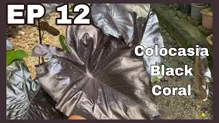 Colocasia Black Coral | JPlan Garden