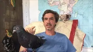 Pigeon's with PMV virus info