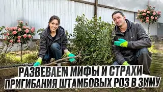 Пригибаем Штамбовую Розу в Зиму Легко!