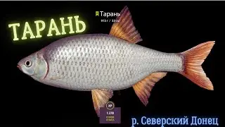 Русская рыбалка 4 (РР4) р. Северский Донец ТАРАНЬ Russian fishing 4 p. Seversky Donets ram fish