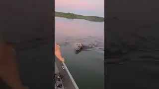 🐻Black bear got his head stuck in a plastic can