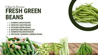 6 Ways to Preserve Fresh Green Beans | DIY Guide