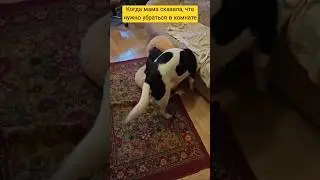 Время уборки #собака #прикол #юмор #уборка #мама