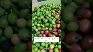 Café no pé hoje colhemos 3 quilos de café #vidanaroça #vidanocampo #cafe