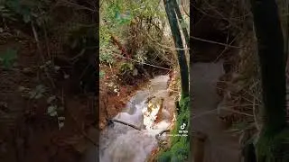 paseando por el bosque de Upeo