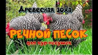 Как повысить здоровье кур-несушек.(Зола и речной песок для кур-несушек)