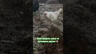 Что с курицей?🤷‍♀️пол дня ходит стонет как человек…