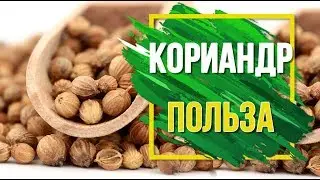 КОРИАНДР \ КИНЗА. НЕ ТАК ПРОСТ, КАК КАЖЕТСЯ  ✔️ Полезные Свойства ✔️ Советы от Garden zoo