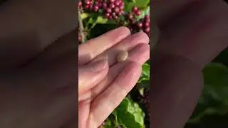 Как растет кофе в Далате