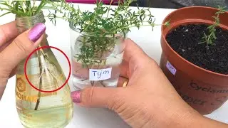 Zelf kruiden kweken zonder kas – zaden verzamelen, stekken en een kruidentuin beginnen | TuinHobby