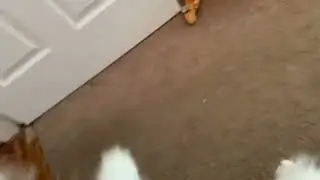 Kitten update! Should we rebrand our channel to be all about our cats and animals. COMMENT please.