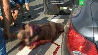 Задержания полицейского, который расстрелял авто с людьми под Ростовом