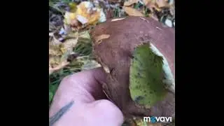 выход в лес!
