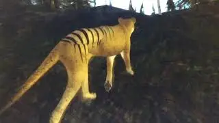 The life of a Tasmanian Tiger/Roblox