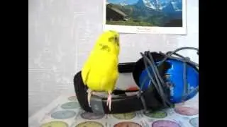 Budgie singing and dancing cute
