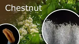 Chestnut Flower Under a Microscope: Petal and Stamen