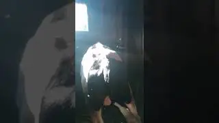 Скоро забой быков