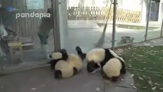 Веселые панды