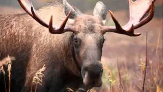 Irvin Blais-L'temps d'la chasse