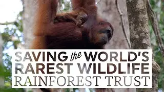 Saving the World's Rarest Wildlife