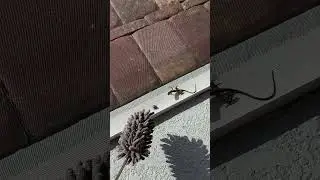 Lizard in the Lanai